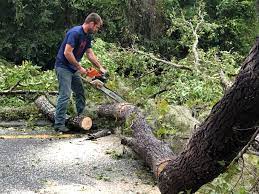 Tree and Shrub Care in Sugarcreek, PA