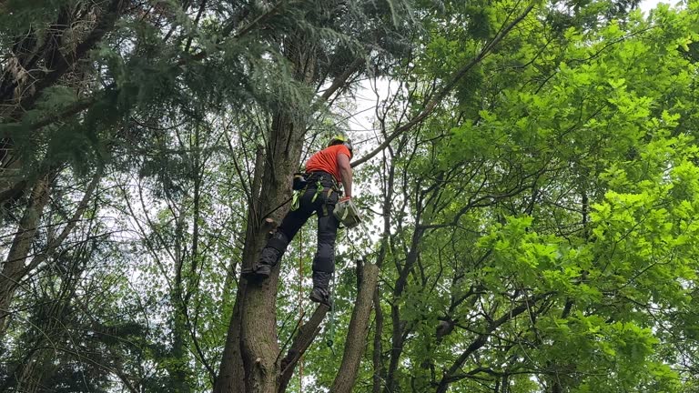 How Our Tree Care Process Works  in  Sugarcreek, PA